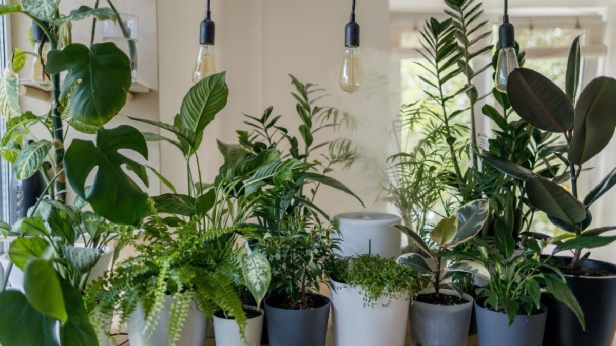 Apartment Gardening Made Simple: Tips and Ideas For Beginners